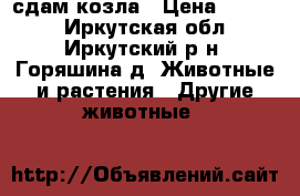 сдам козла › Цена ­ 3 000 - Иркутская обл., Иркутский р-н, Горяшина д. Животные и растения » Другие животные   